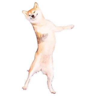 🚶 собака, сиба ину, милый, животное, мем telegram sticker
