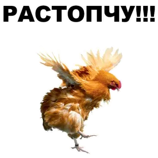 👌 РАСТОПЧУ!!! Huhn, Vogel, Tier, aggressiv, russisch telegram sticker