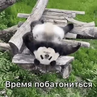 🙃 Время побатониться панда, животное, ленивый, отдых, милый telegram sticker