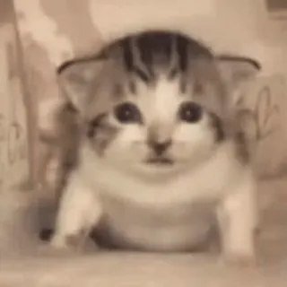 🤩 小猫, 猫, 可爱, 动物, 宠物, 家畜, 猫科动物 whatsapp sticker