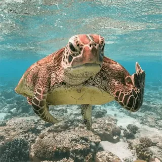 🖕 schildpad, middelvinger, zee, oceaan, onbeschoft, dier telegram sticker