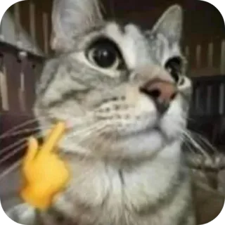 🐱 猫, 中指, 絵文字, ミーム, 不快, 動物 telegram sticker