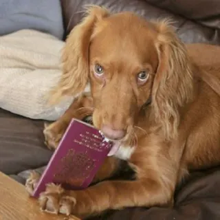 🥺 cane, passaporto, animale, cucciolo, carino, viaggio, animale domestico telegram sticker