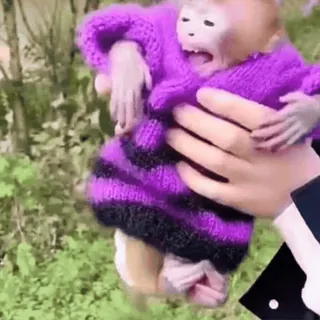 🙈 monkey, animal, cute, pet, primate whatsapp sticker