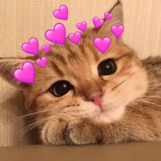 🥰 chat, chaton, mignon, animal, coeurs, amour telegram sticker