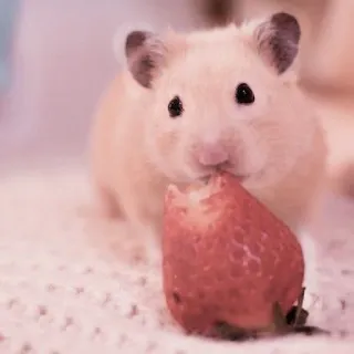 🤏 hamster, strawberry, cute, animal, pet telegram sticker