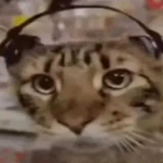 🐱 gatto, animale, animale domestico, cuffie, meme di internet telegram sticker
