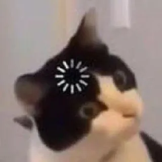 Kucing meme || @kinanntasyaaa whatsapp stickers