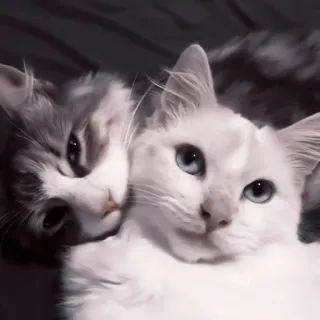 🐾 gato, gatos, mascota, mascotas, animal, animales, lindo, gato doméstico telegram sticker