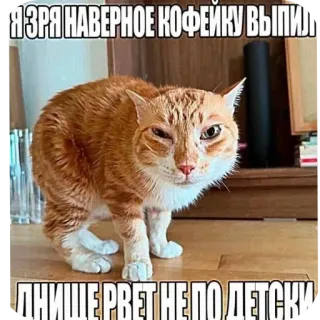 🐱 Я зря наверное кофейку выпил. Днище рвет не по-детски telegram sticker