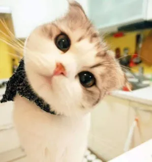 😒 mèo, dễ thương, động vật, thú cưng, mèo con, đáng yêu, nhà telegram sticker