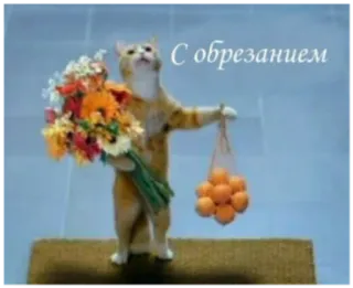 🥳 С обрезанием кот, цветы, апельсины, праздник, приветствие telegram sticker