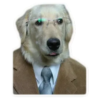 👔 perro, animal, traje, corbata, gafas, negocios, mascota, golden retriever, oficina telegram sticker