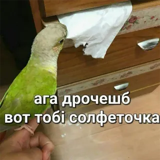 🤭 ага дрочешь вот тобі солфеточка papegaai, vogel, dier, tissue, grappig telegram sticker