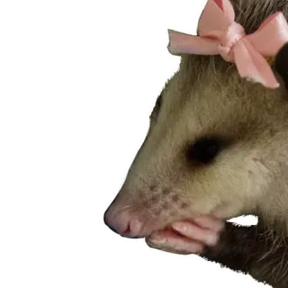 😝 Opossum, Beutelratte, Tier, süß, Schleife, Aufkleber whatsapp sticker