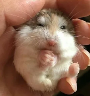 😍 hamster, cute, animal, pet, rodent, small telegram sticker