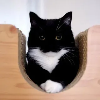 🐾 Katze, Haustier, Tier, Tuxedo Katze, süß, schwarz-weiße Katze telegram sticker