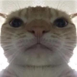 😁 cat, animal, pet, funny, meme, cute, kitten telegram sticker