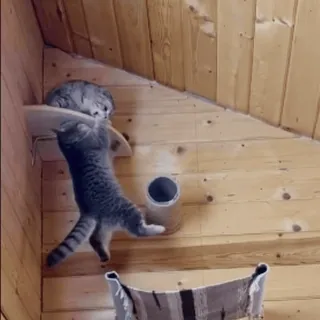 😾 cat, climbing, pet, animal, kitten, wooden wall, playful, domestic cat whatsapp sticker