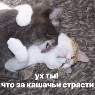 😍 ух ты!
что за кашачьи страсти gatos, animais, animal de estimação, animal doméstico, carinhoso, lambendo telegram sticker