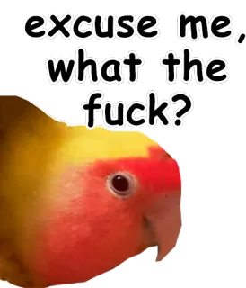 🤗 excuse me, what the fuck? pássaro, papagaio, ofensivo, palavrão, humor, engraçado, meme telegram sticker