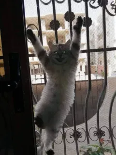 🎃 gato, animal, animal doméstico, animal de estimação, escalada whatsapp sticker