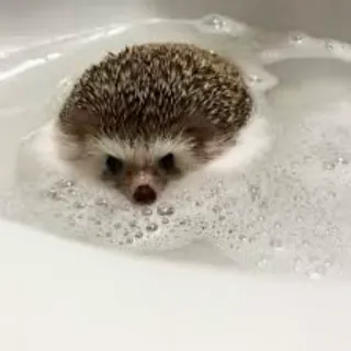 🦔 riccio, animale, bagno, bolle, carino whatsapp sticker