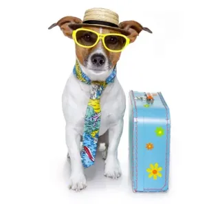 🏞 dog, travel, suitcase, hat, glasses, cute telegram sticker