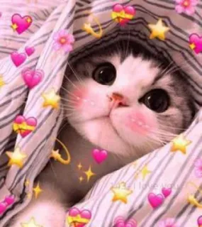 💖 gatto, carino, animale, kawaii, cuori, stelle telegram sticker