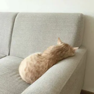 😞 chat, canapé, animal de compagnie, animal, chat domestique, dormir, chat tigré roux whatsapp sticker