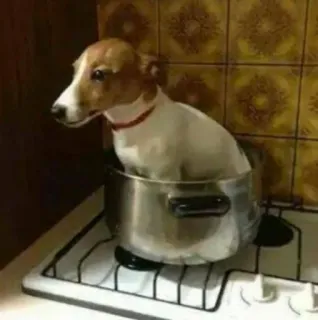 😐 hond, dier, kookpan, grappig, huisdier, fornuis telegram sticker
