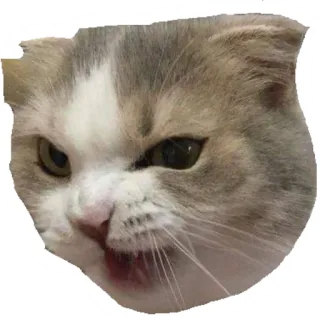🤬 kat, dier, sticker, huisdier, schattig, meme telegram sticker
