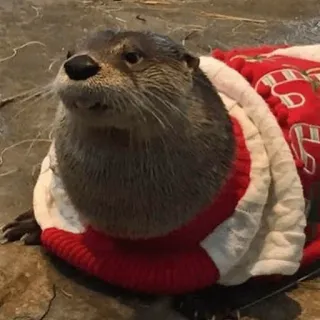 😢 loutre, animal, mammifère, mignon, pull, rouge, blanc telegram sticker