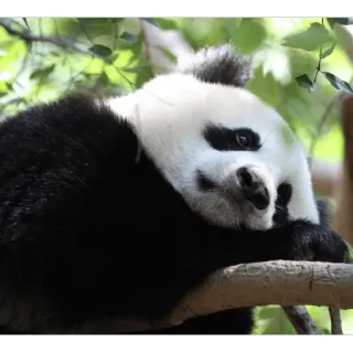 🙁 Panda, Animal, Urso, Natureza, Vida selvagem, Mamífero telegram sticker