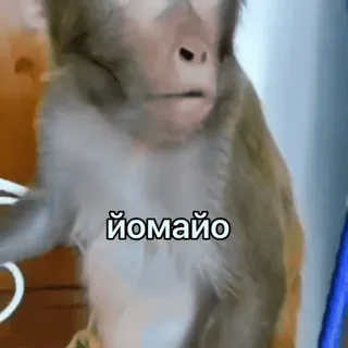🌟 ЙОМАЙО monkey, meme, russian, йомайо whatsapp sticker