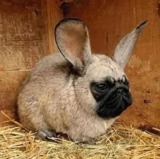 😶 pug, coelho, animal, híbrido, engraçado, meme, cachorro, coelho telegram sticker