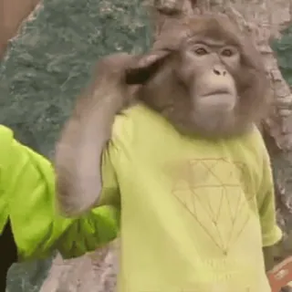 🐵 monkey, ape, animal, t-shirt, diamond, clothing, funny whatsapp sticker