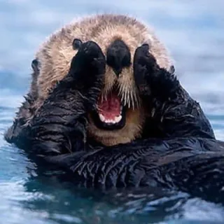 🦦 nutria, nutria marina, animal, lindo, mamífero, agua, nadando telegram sticker
