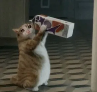 😸 кот, плачущий, мем, смешной, животное, коробка whatsapp sticker