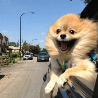 🐶 Hund, Haustier, Fenster, Auto, Reisen, Zwergspitz, süß, glücklich telegram sticker