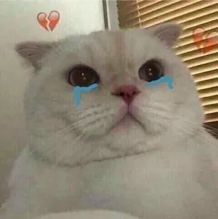 😭 mèo, khóc, buồn, tan vỡ, thú cưng, nước mắt, cảm xúc telegram sticker