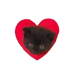 ❣️ котенок, сердце, кот, животное, милый, питомец, любовь whatsapp sticker