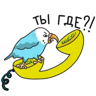 📞 ТЫ ГДЕ?! 鸟, 鹦鹉, 电话, 卡通, 问题, 提问, 哪里, 电话 telegram sticker