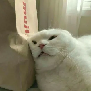 🐱 muji кот, домашнее животное, животное, милый, белый кот, муджи telegram sticker