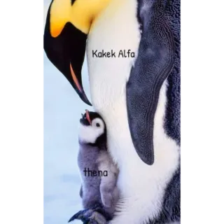 🐧 Kakek Alfa
thena pingwiny, pisklę pingwina, fauna Antarktydy, rodzina zwierząt telegram sticker