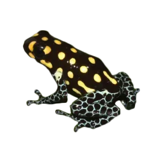 🐸 カエル, 動物, ヤドクガエル, 野生動物, 両生類, 自然 telegram sticker