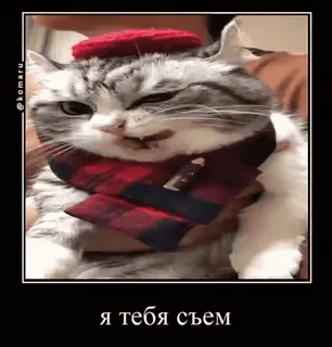🍔 я тебя съем gato, humor, animais, animal de estimação, fofo, cachecol, meme whatsapp sticker