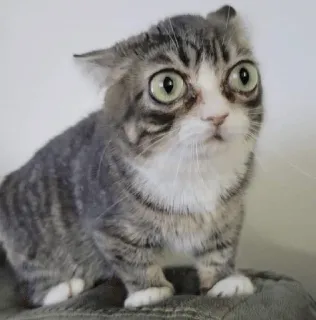 😱 Stupeed cat telegram sticker