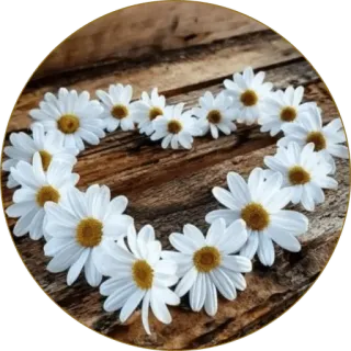🌼 daisies, flowers, heart, floral, nature, wooden background, white flowers telegram sticker