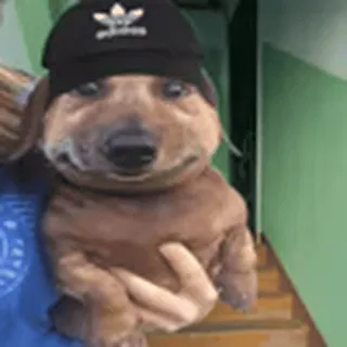 🐶